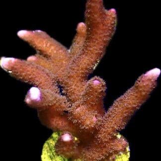 WYSIWYG 21F Bali Purple Montipora Digitata Frag Extra Large