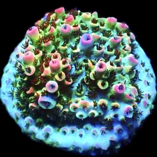 WYSIWYG 14F Bill Murray Acropora Frag