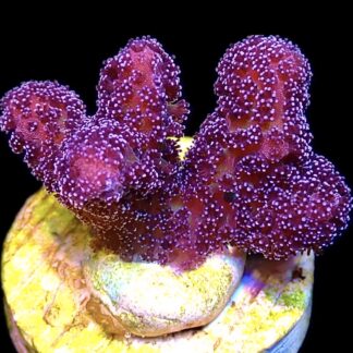 WYSIWYG 25F Cherry Cola Stylophora