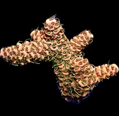 WYSIWYG 15E Bronze Adonis Millepora Frag