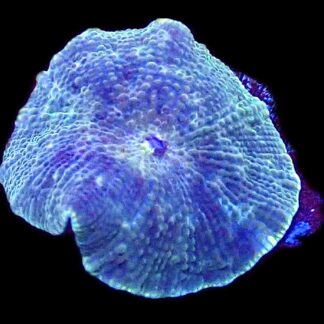 WYSIWYG 31B Spotted Water Melon Mushroom