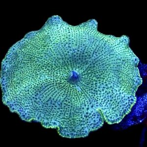 WYSIWYG 33A Spotted Water Melon Mushroom