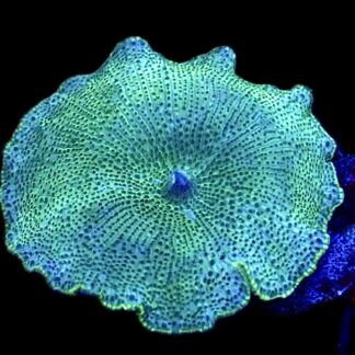 WYSIWYG 33A Spotted Water Melon Mushroom