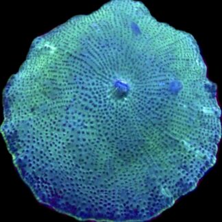 WYSIWYG 33B Spotted Water Melon Mushroom