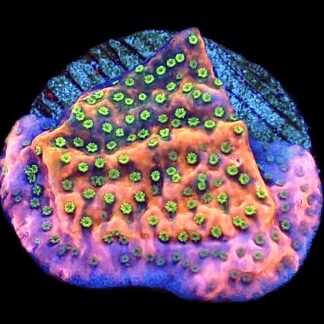 WYSIWYG 25A Tropic Thunder Montipora Frag