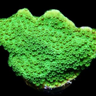 WYSIWYG 7K Bright Green Goblin Montipora Frag