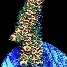 WYSIWYG 15H Sunset Millepora Frag