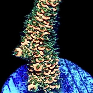 WYSIWYG 15H Sunset Millepora Frag