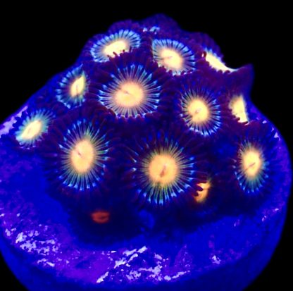 M.O.C. Sunset Zoanthid 10+ Polyps