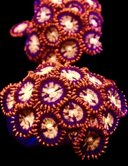 M.O.C. Orange And Blue Pinwheel Zoanthid 10+ Polyps