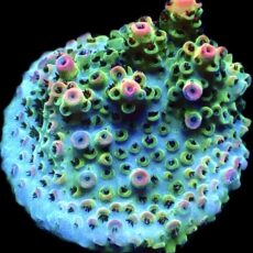 WYSIWYG 20F Bill Murray Acropora Frag