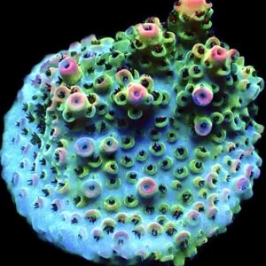 WYSIWYG 20F Bill Murray Acropora Frag