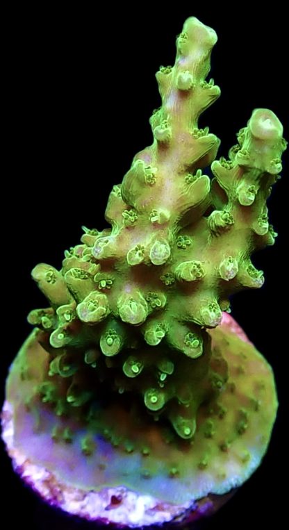 WYSIWYG 21H Green Slimer Acropora Frag