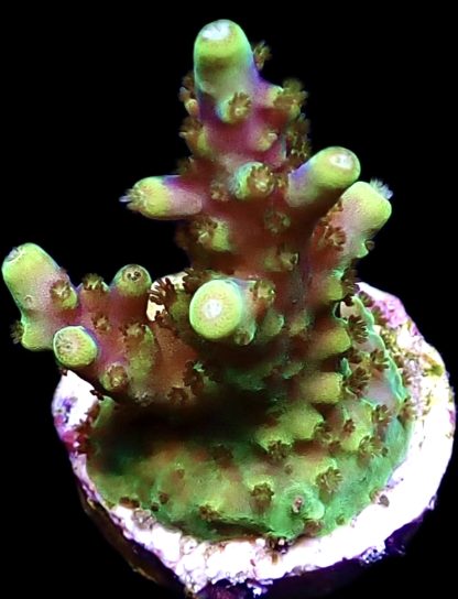 WYSIWYG 24C Acropora Nana Purple Frag