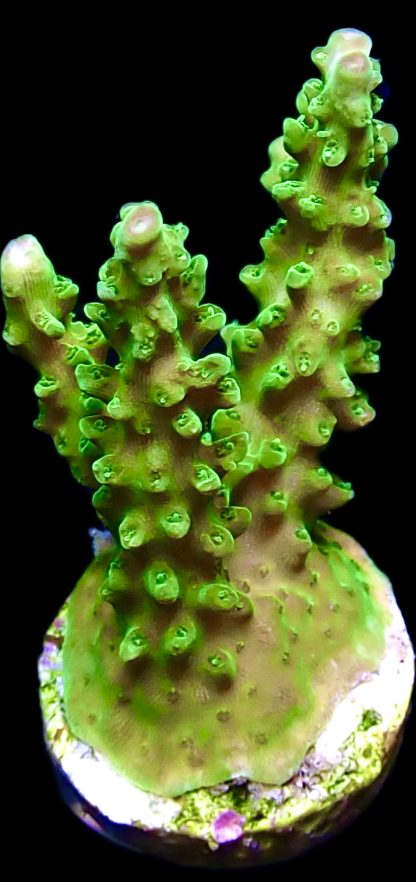 WYSIWYG 16D Green Slimer Acropora Frag Large