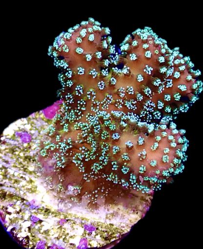 WYSIWYG 20A Rainbow Stylophora Frag