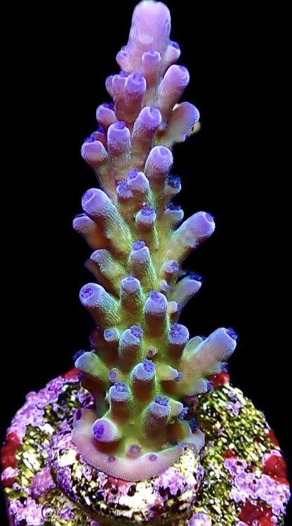 WYSIWYG 24D Miyagi Tort Acropora Frag