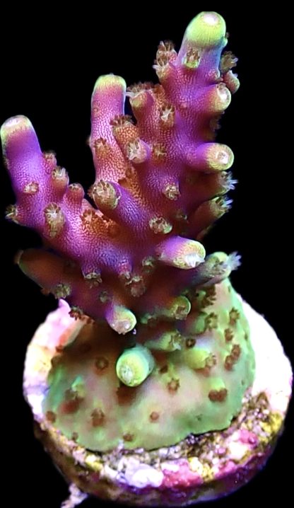 WYSIWYG 17G Acropora Nana Purple Frag