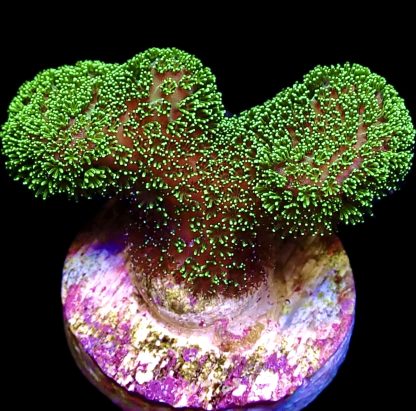 WYSIWYG 24B Ultra Neon / Pink Based Fluorescent Stylophora Frag