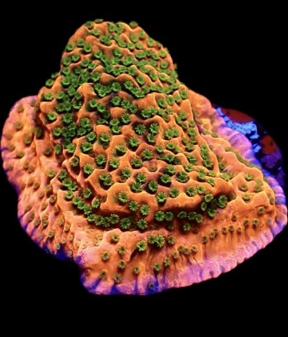 WYSIWYG 22A Tropic Thunder Montipora Frag