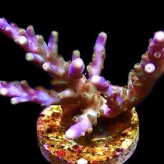 WYSIWYG 25F Magic Magenta Acropora Frag Extra Large