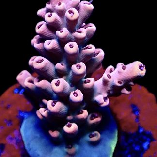 Acropora Latistella Frag