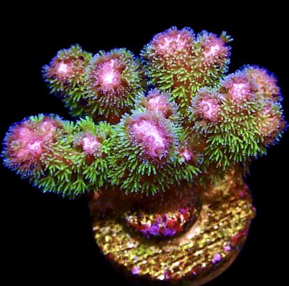 WYSIWYG 19C Amethyst Gem Pocillopora Frag Large