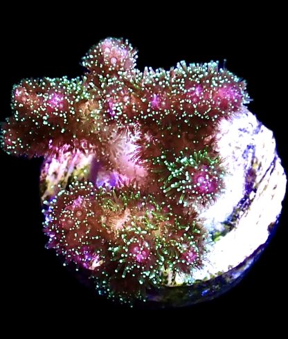 WYSIWYG 21C Amethyst Gem Pocillopora Frag