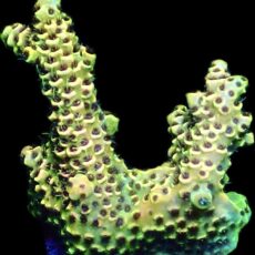 WYSIWYG 18B Canary Millepora Frag Large