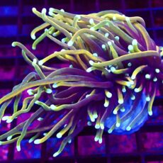 WYSIWYG Hellfire Gold Torch Euphyllia Double Head 21
