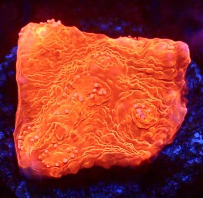 WYSIWYG T8 Bright Orange Chalice Frag