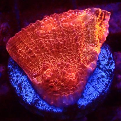 WYSIWYG T10 Orange And Purple Chalice Frag