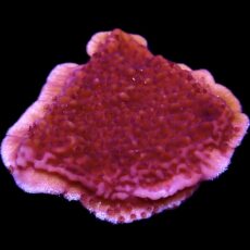 WYSIWYG 12E Purple Plating Montipora Frag