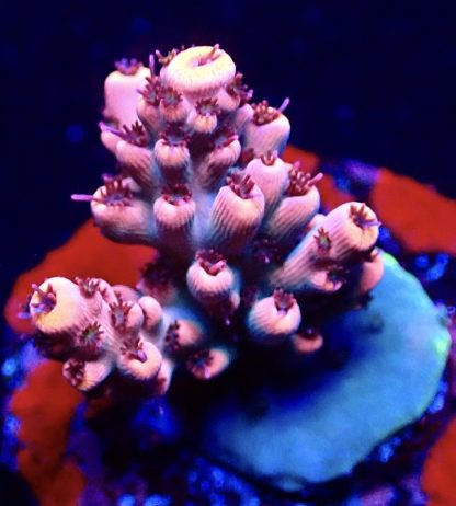 WYSIWYG 17D Acropora Latistella Frag Small