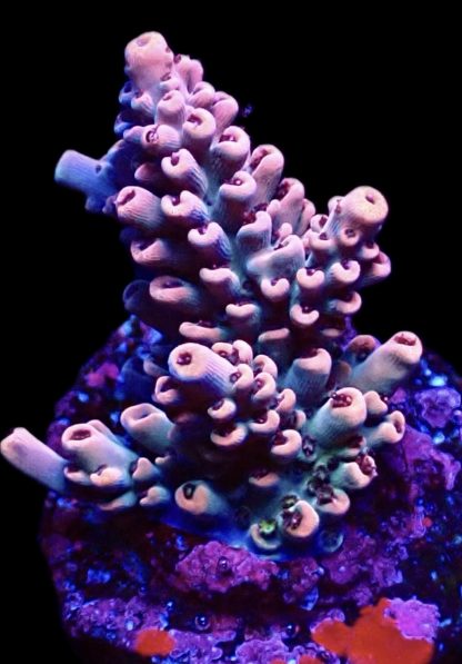 WYSIWYG 14E Acropora Latistella Frag Large