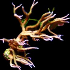 WYSIWYG 44 Lime Berry Hysterix 70mm Colony