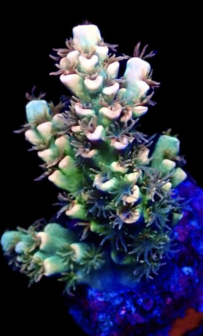 WYSIWYG 11G M.O.C. Wild Heather Acropora Tenius