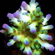 WYSIWYG 17i Violet Venom Acropora Frag