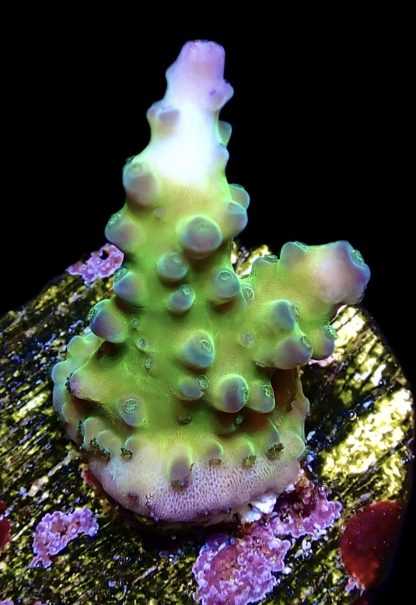 WYSIWYG 12G Violet Venom Acropora Frag