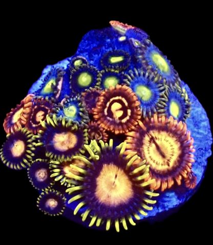 WYSIWYG Zoanthid Frag B20