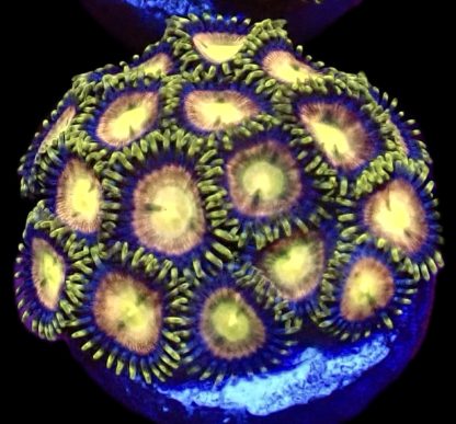 WYSIWYG Zoanthid Frag B45