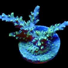 WYSIWYG 19i Acropora Natalensis Frag