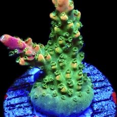 WYSIWYG 26E M.O.C Bubblebath Unicorn Acropora