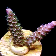 WYSIWYG 15J Wild Heather Acropora Tenius