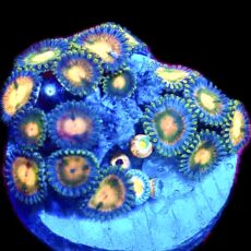 WYSIWYG Zoanthid Frag C40