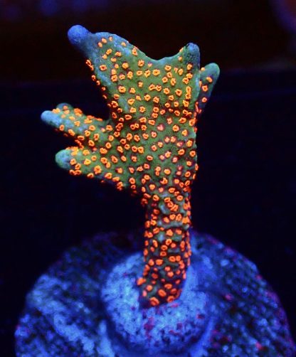 WYSIWYG 11B Bubblegum Montipora