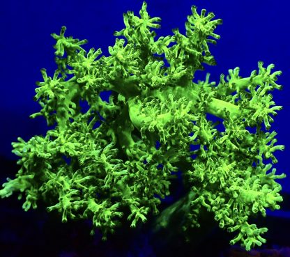 Toxic Lime Green Kenya Tree Frag Large