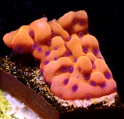 WYSIWYG 13A Brain Freeze Montipora Frag  (Rare)