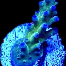 WYSIWYG 21F Electric Miyagi Tort Acropora Frag