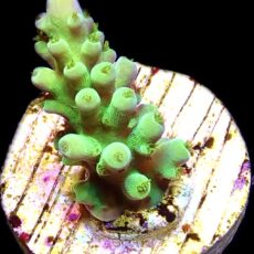 WYSIWYG 26i Pink Apple Acropora